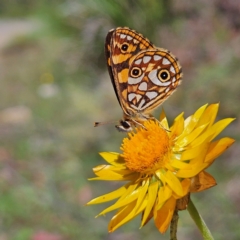 Oreixenica lathoniella at QPRC LGA - 3 Mar 2024 11:27 AM