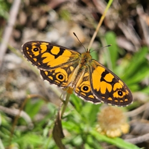 Oreixenica lathoniella at QPRC LGA - 3 Mar 2024 11:27 AM