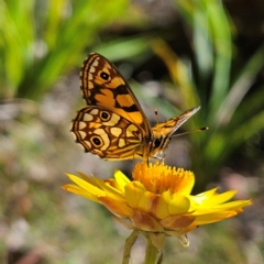 Oreixenica lathoniella at QPRC LGA - 3 Mar 2024