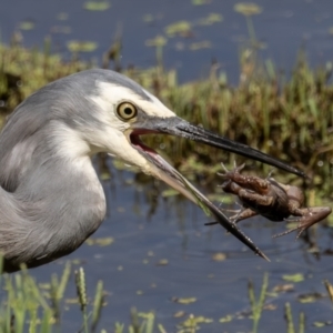 Egretta novaehollandiae at Jerrabomberra Wetlands - 1 Mar 2024 11:22 AM