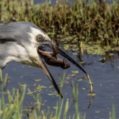 Egretta novaehollandiae at Jerrabomberra Wetlands - 1 Mar 2024