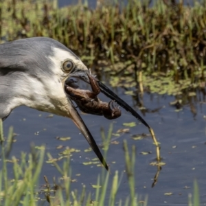 Egretta novaehollandiae at Jerrabomberra Wetlands - 1 Mar 2024