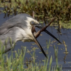 Egretta novaehollandiae at Jerrabomberra Wetlands - 1 Mar 2024 11:22 AM