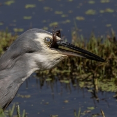 Egretta novaehollandiae at Jerrabomberra Wetlands - 1 Mar 2024 11:22 AM