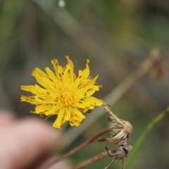Thysanoptera (order) (Thrips) at Lawson Grasslands (LWG) - 27 Feb 2024 by maura