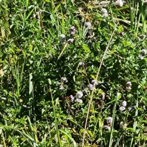 Mentha sp. at Jerrabomberra Wetlands - 3 Mar 2024