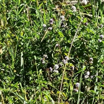 Mentha sp. (A Mint) at Fyshwick, ACT - 3 Mar 2024 by Mike