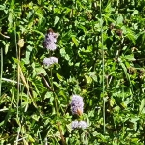 Mentha sp. at Jerrabomberra Wetlands - 3 Mar 2024