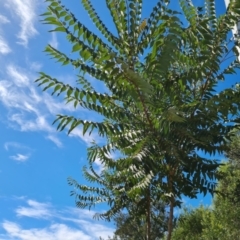 Ailanthus altissima at Symonston, ACT - 3 Mar 2024