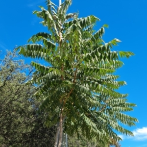 Ailanthus altissima at Symonston, ACT - 3 Mar 2024