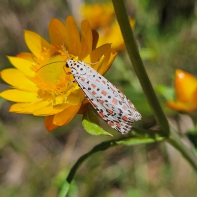 Utetheisa pulchelloides (Heliotrope Moth) at QPRC LGA - 3 Mar 2024 by MatthewFrawley