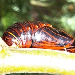 Jalmenus ictinus at Mount Majura - 18 Feb 2024