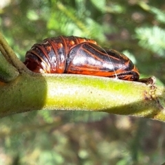 Jalmenus ictinus at Mount Majura - 18 Feb 2024