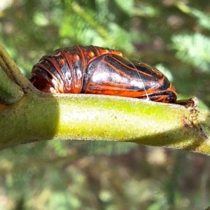 Jalmenus ictinus at Mount Majura - 18 Feb 2024