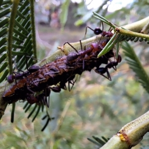 Jalmenus ictinus at Mount Majura - 18 Feb 2024