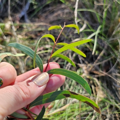Eucalyptus mannifera subsp. mannifera (Brittle Gum) at QPRC LGA - 3 Mar 2024 by Csteele4