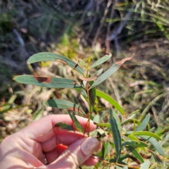Eucalyptus mannifera subsp. mannifera at QPRC LGA - 3 Mar 2024