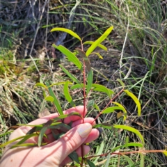 Eucalyptus mannifera subsp. mannifera at QPRC LGA - 3 Mar 2024