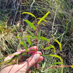 Eucalyptus mannifera subsp. mannifera at QPRC LGA - 3 Mar 2024 04:49 PM