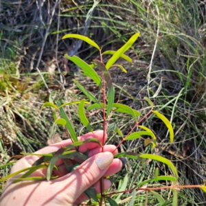 Eucalyptus mannifera subsp. mannifera at QPRC LGA - 3 Mar 2024 04:49 PM