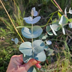 Eucalyptus rubida subsp. rubida (Candlebark) at QPRC LGA - 3 Mar 2024 by Csteele4