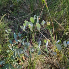 Eucalyptus rubida subsp. rubida at QPRC LGA - 3 Mar 2024