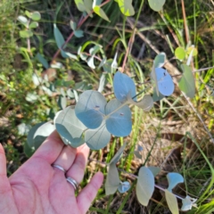 Eucalyptus rubida subsp. rubida at QPRC LGA - 3 Mar 2024