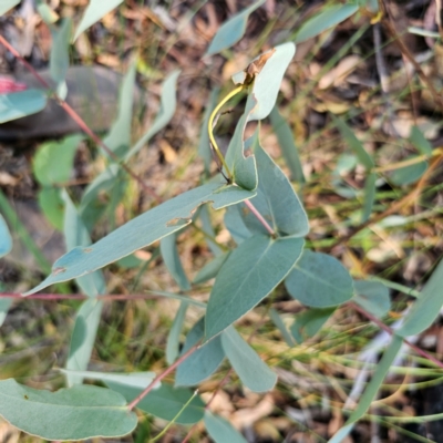 Eucalyptus dives (Broad-leaved Peppermint) at QPRC LGA - 3 Mar 2024 by Csteele4