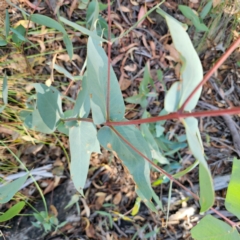 Eucalyptus dives at QPRC LGA - 3 Mar 2024