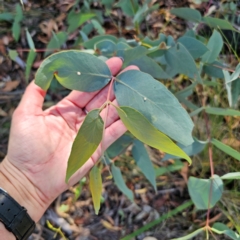 Eucalyptus dives at QPRC LGA - 3 Mar 2024