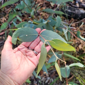 Eucalyptus dives at QPRC LGA - 3 Mar 2024