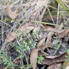 Monotoca scoparia (Broom Heath) at Captains Flat, NSW - 3 Mar 2024 by Csteele4