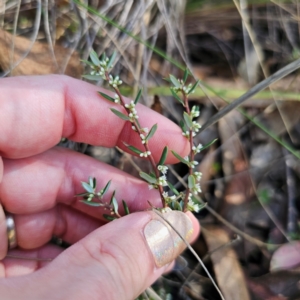 Monotoca scoparia at QPRC LGA - 3 Mar 2024