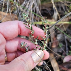 Monotoca scoparia at QPRC LGA - 3 Mar 2024