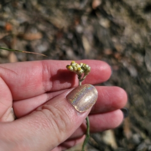 Pseudognaphalium luteoalbum at QPRC LGA - 3 Mar 2024