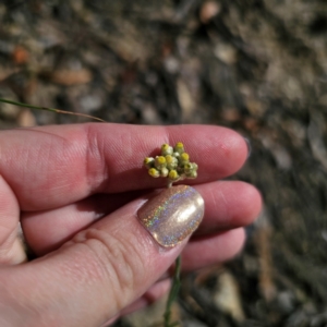 Pseudognaphalium luteoalbum at QPRC LGA - 3 Mar 2024