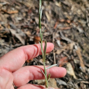 Pseudognaphalium luteoalbum at QPRC LGA - 3 Mar 2024