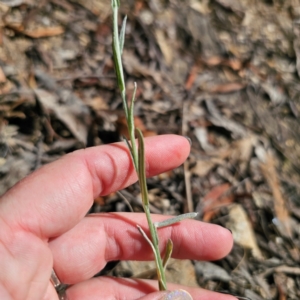 Pseudognaphalium luteoalbum at QPRC LGA - 3 Mar 2024