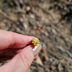 Pseudognaphalium luteoalbum at QPRC LGA - 3 Mar 2024