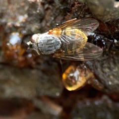 Calliphora stygia (Brown blowfly or Brown bomber) at O'Connor, ACT - 3 Mar 2024 by Hejor1