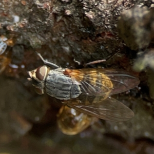 Calliphora stygia at Magpie Hill Park, Lyneham - 3 Mar 2024