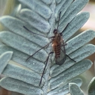 Culicidae (family) at Magpie Hill Park, Lyneham - 3 Mar 2024 by Hejor1