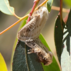 Doratifera pinguis (Pale Cup Moth) at Magpie Hill Park, Lyneham - 3 Mar 2024 by Hejor1