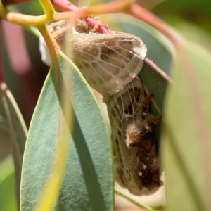 Doratifera pinguis at Magpie Hill Park, Lyneham - 3 Mar 2024