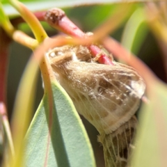 Doratifera pinguis at Magpie Hill Park, Lyneham - 3 Mar 2024 01:44 PM