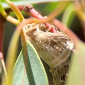 Doratifera pinguis at Magpie Hill Park, Lyneham - 3 Mar 2024