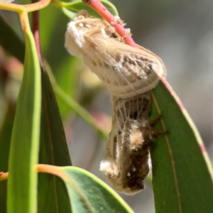 Doratifera pinguis at Magpie Hill Park, Lyneham - 3 Mar 2024