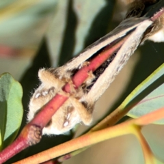 Doratifera pinguis at Magpie Hill Park, Lyneham - 3 Mar 2024