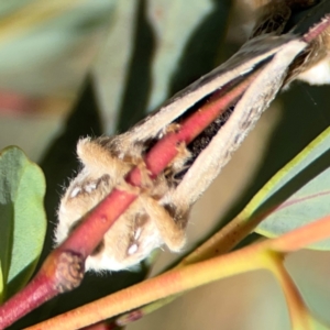 Doratifera pinguis at Magpie Hill Park, Lyneham - 3 Mar 2024