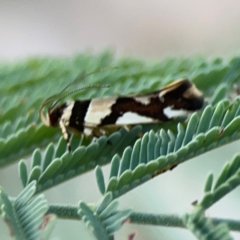 Macrobathra desmotoma ( A Cosmet moth) at Magpie Hill Park, Lyneham - 3 Mar 2024 by Hejor1